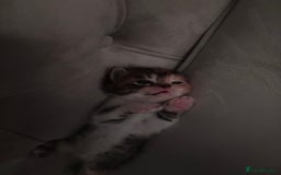 Persian cats for sale: Persian x bengal kitten left  - Image 6