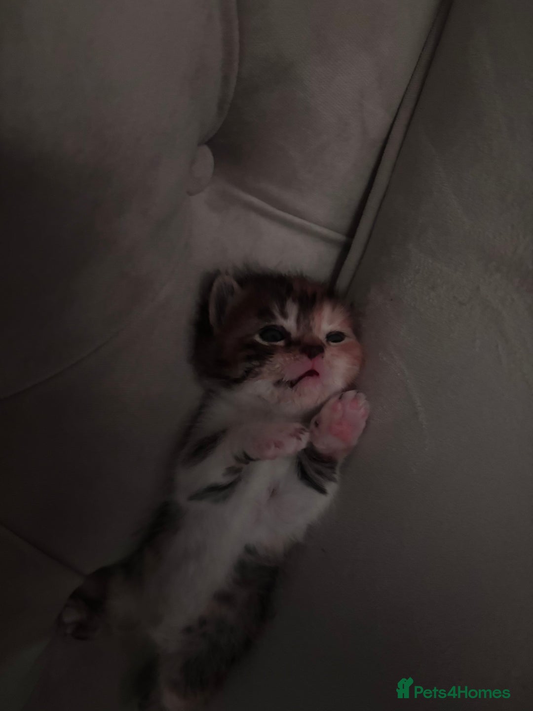 Persian cats for sale: Persian x bengal kitten left  - Image 6
