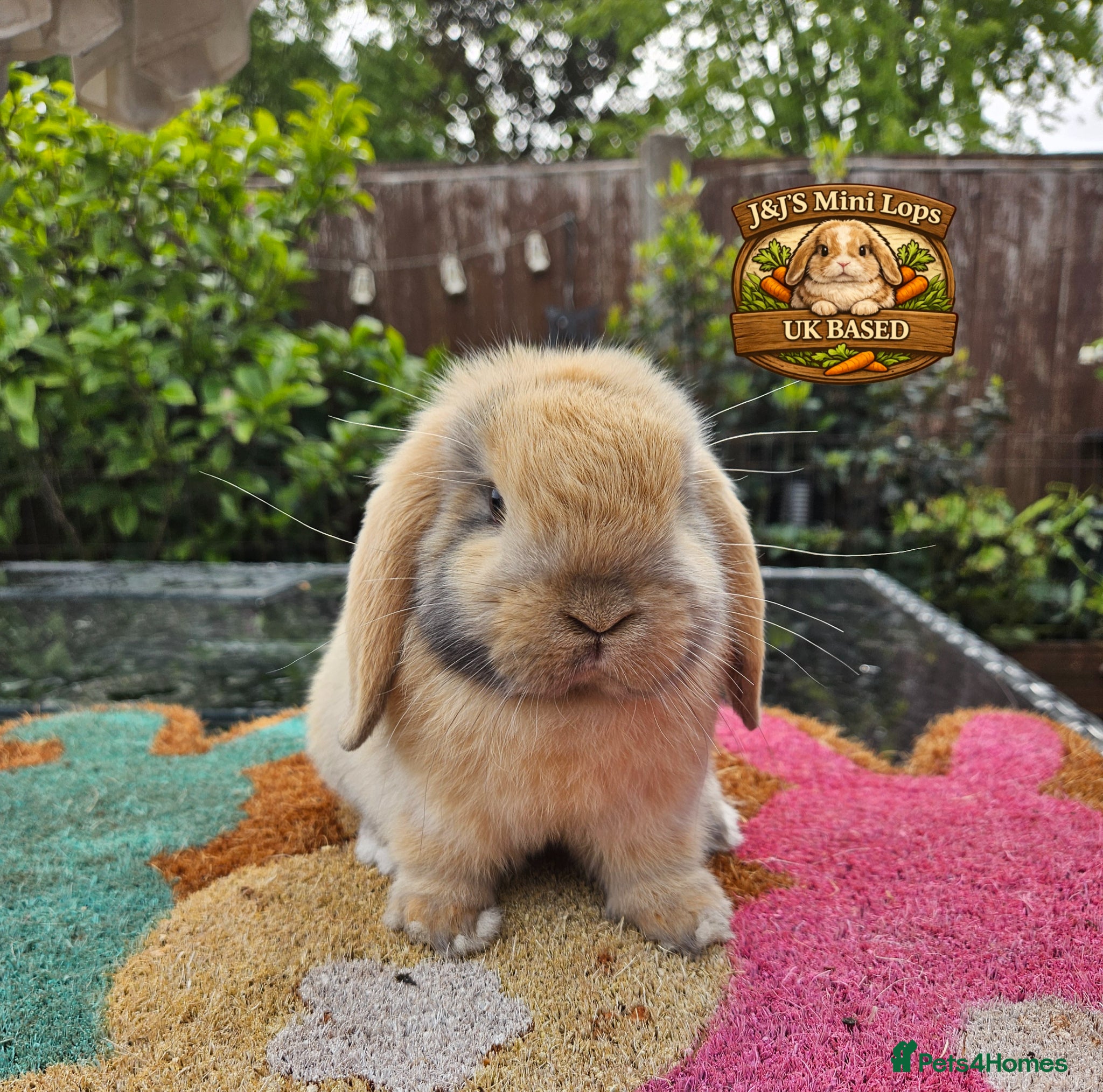 Mini Lop rabbits Baby mini lop male rabbits & a older female  - Advert 8