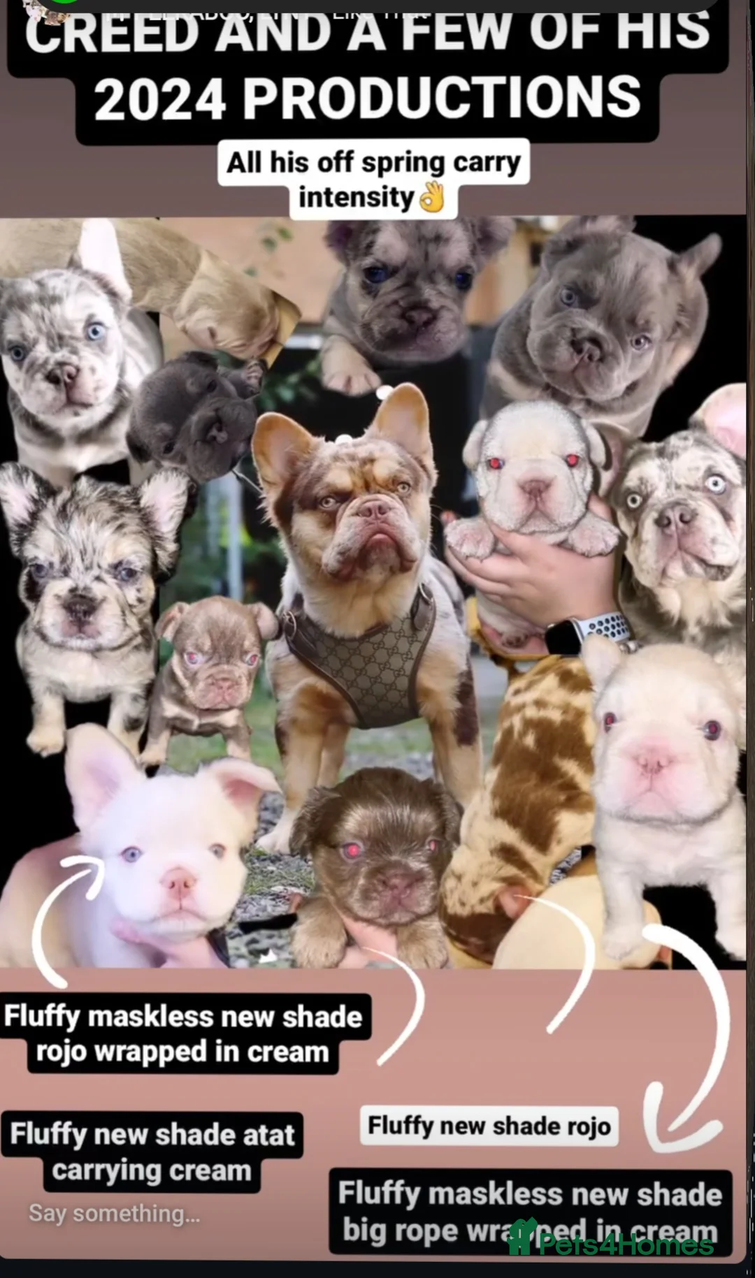 French Bulldog dogs for stud: CREED Fluffy Double Chocolate Merle £500 in South Ockendon - Advert 7