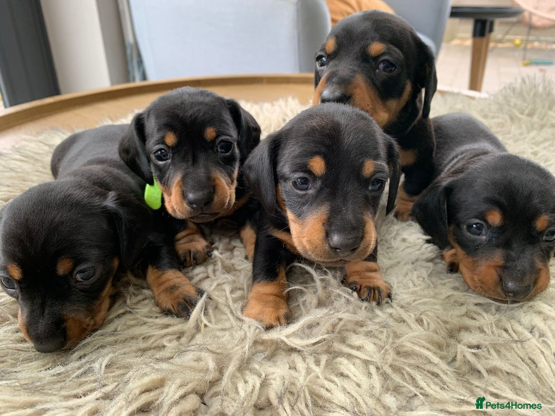 Miniature Dachshund dogs for sale: Quality KC Miniature Dachshund Puppies - Image 6