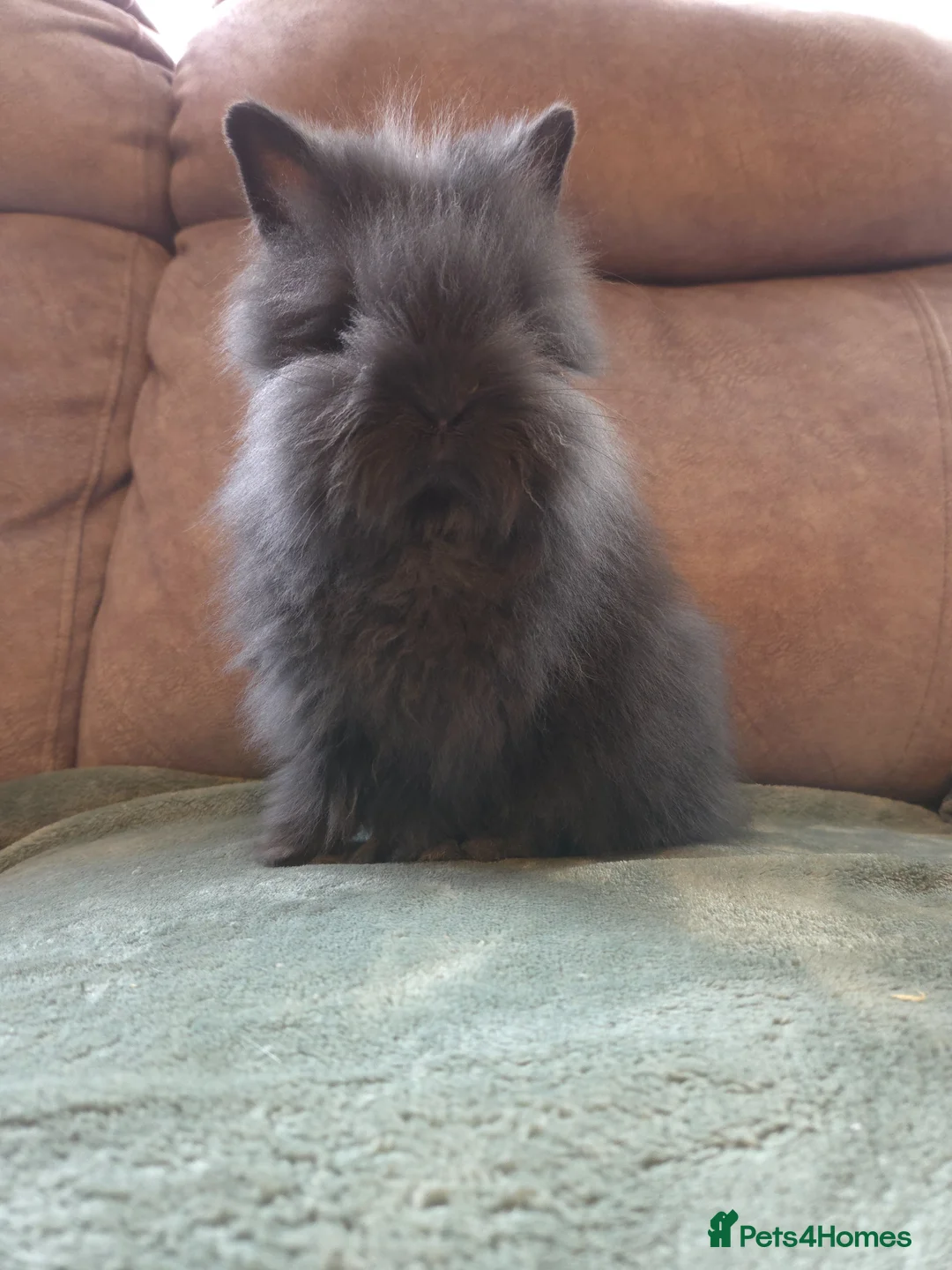 Lionhead rabbits for sale: Silly Tame 9wk old Smokey Grey lion head - Advert 2