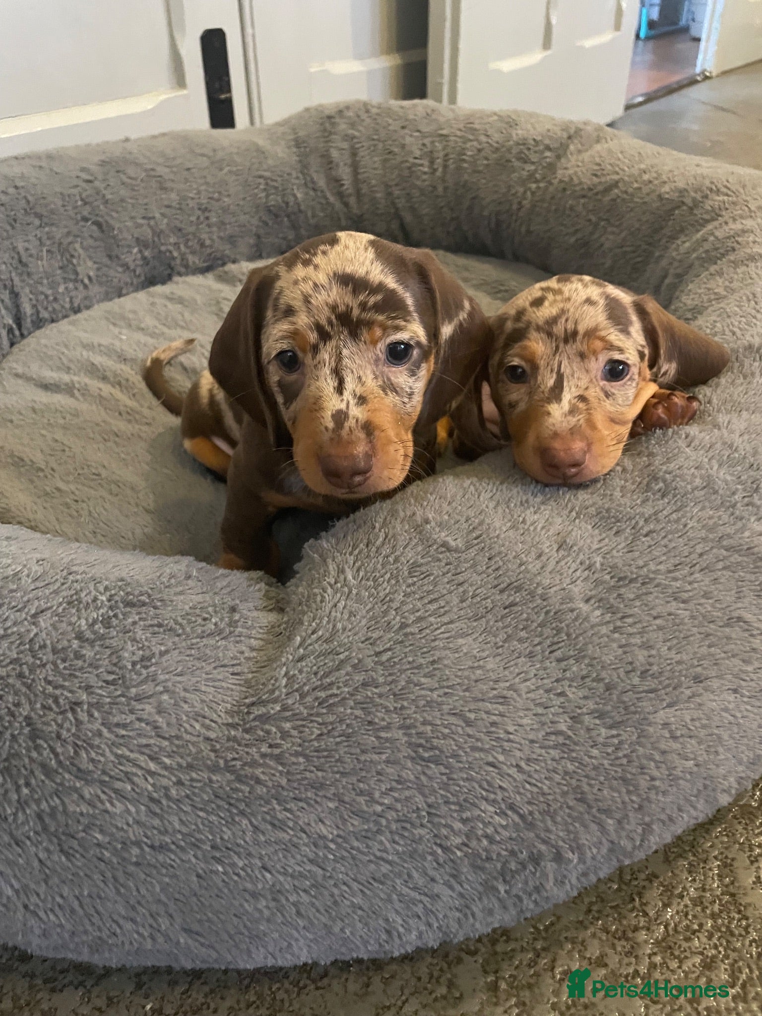 Dachshund dogs Dachsund Dapple puppies  - Advert 1
