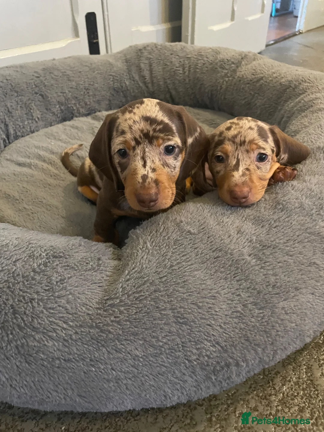 Dachshund dogs for sale: Dachsund Dapple puppies  - Advert 1