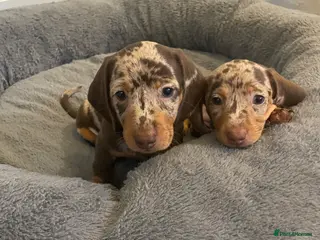 Dachshund dogs Dapple mini Dachsund puppies - Advert 1