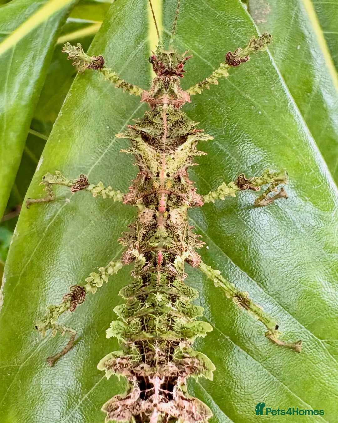 Stick Insects invertebrates for sale: Taraxippus samarae "Siquirres" Stick Insect Nymphs - Advert 7