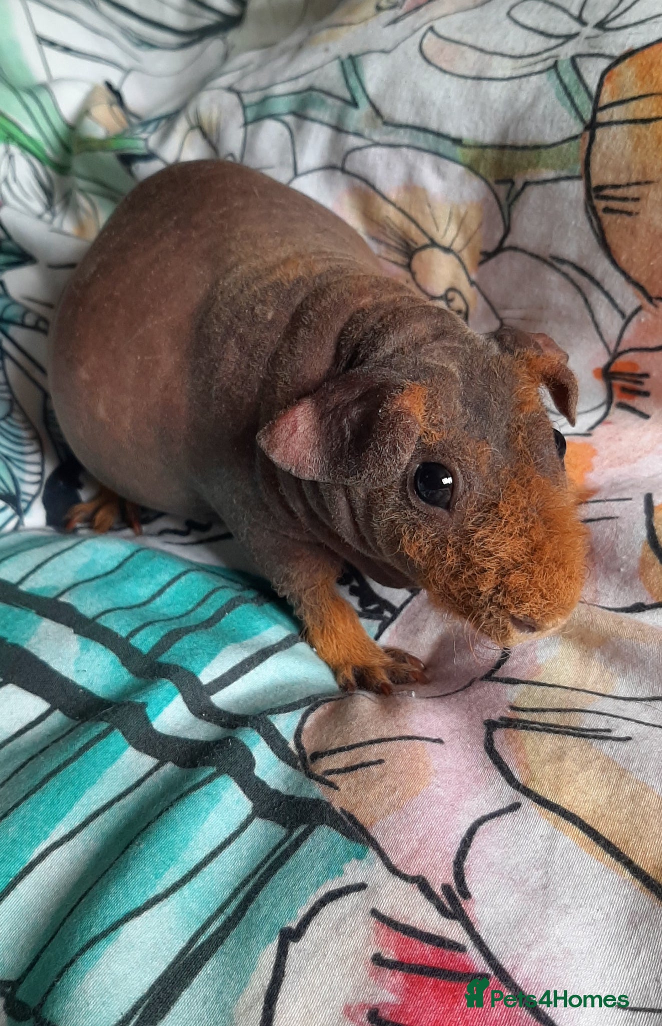 Guinea Pig rodents Skinny pigs with pedigrees. - Advert 2