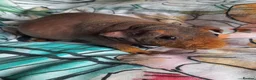 Guinea Pig rodents for sale: Skinny pigs and guinea pig babies - Advert 5