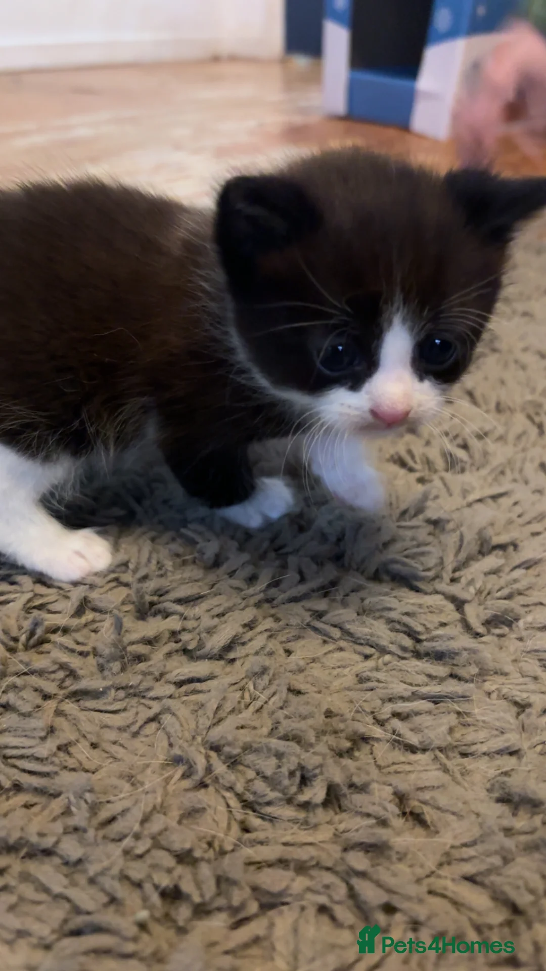 Domestic Shorthair cats for sale: 4 Tuxedo Kittens - Advert 10