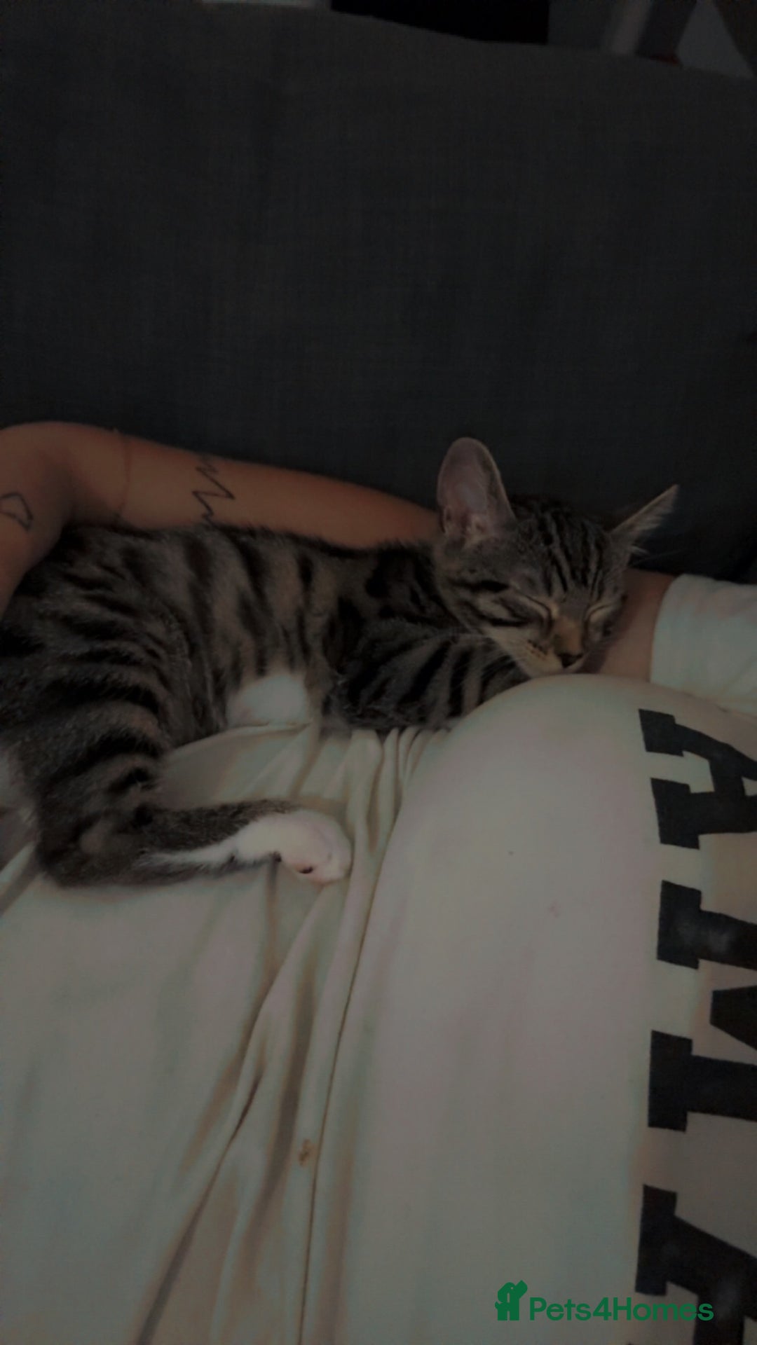 Bengal cats for sale: Winnie  - Advert 3