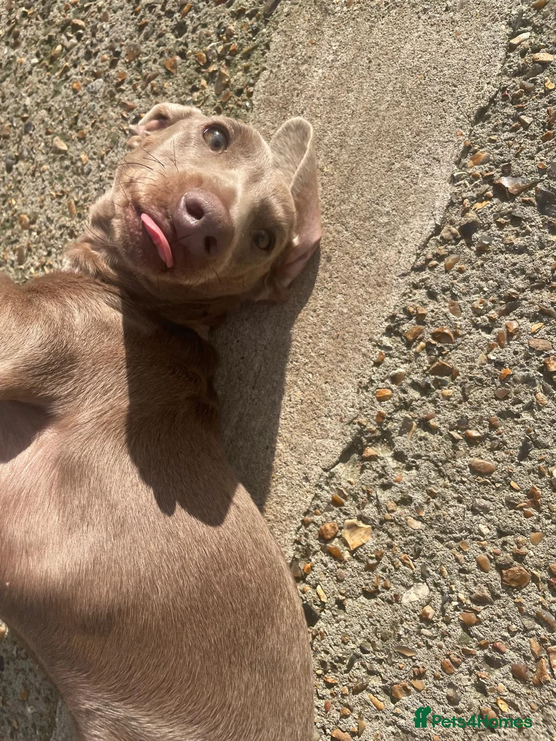 Dachshund dogs for sale: Miniature dachshund dapple 2 boys 2 girls - Advert 6