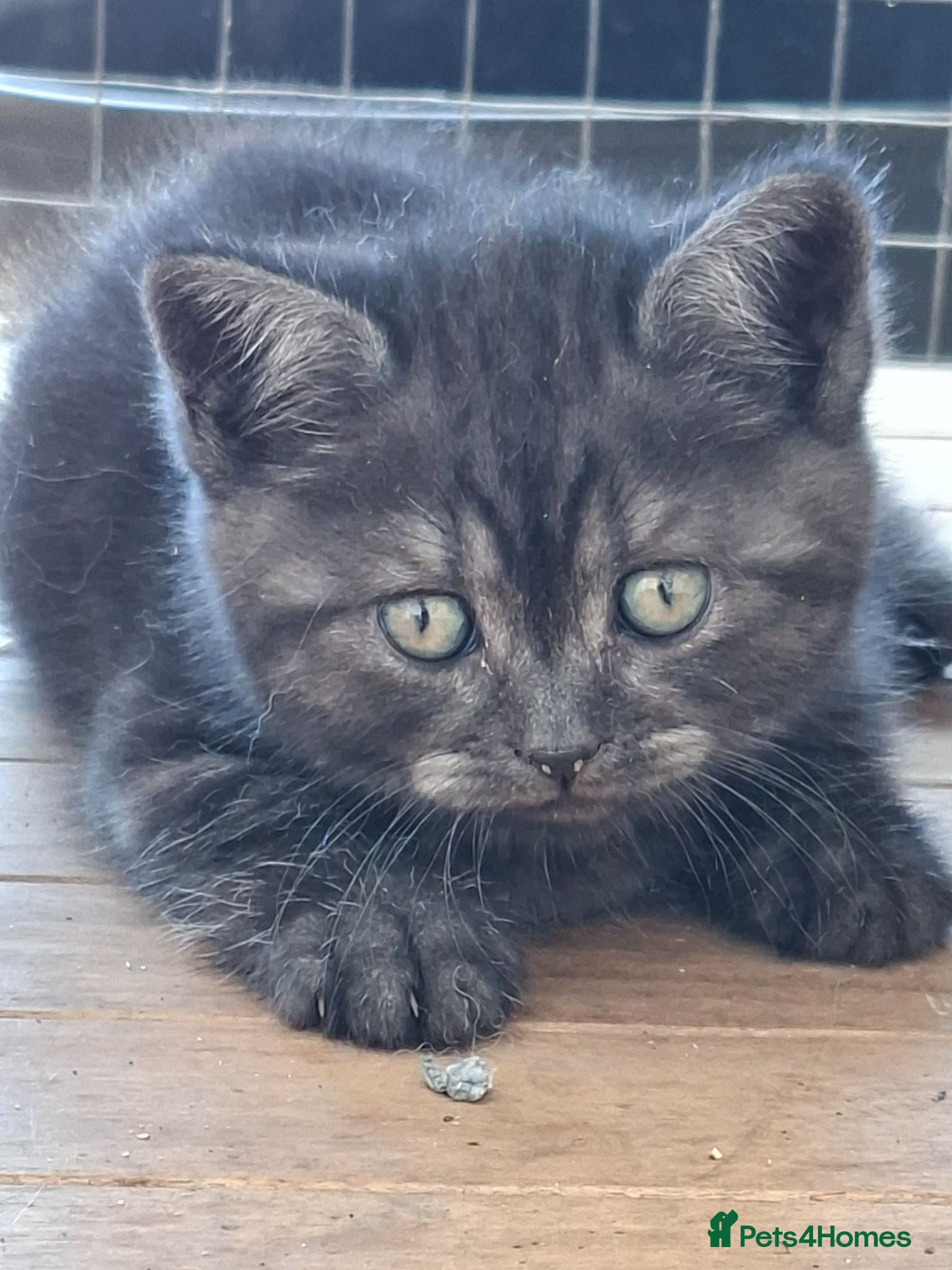 British Shorthair cats Black smoked tabby british shorthair - Advert 1