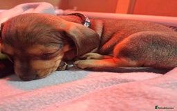 Miniature Dachshund dogs for sale: 5 gorgeous miniature dachshund puppies for sale  - Image 23