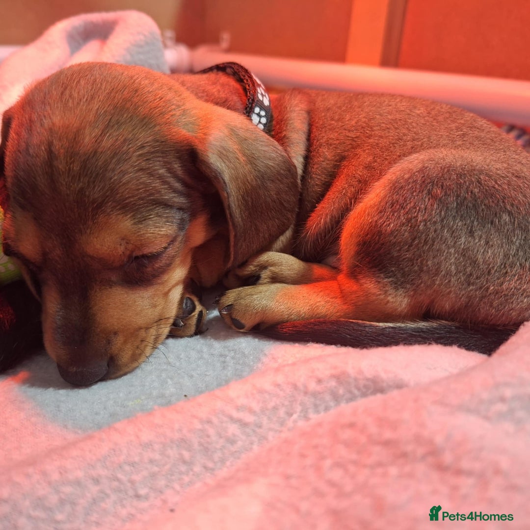 Miniature Dachshund dogs for sale: 5 gorgeous miniature dachshund puppies for sale  - Image 23