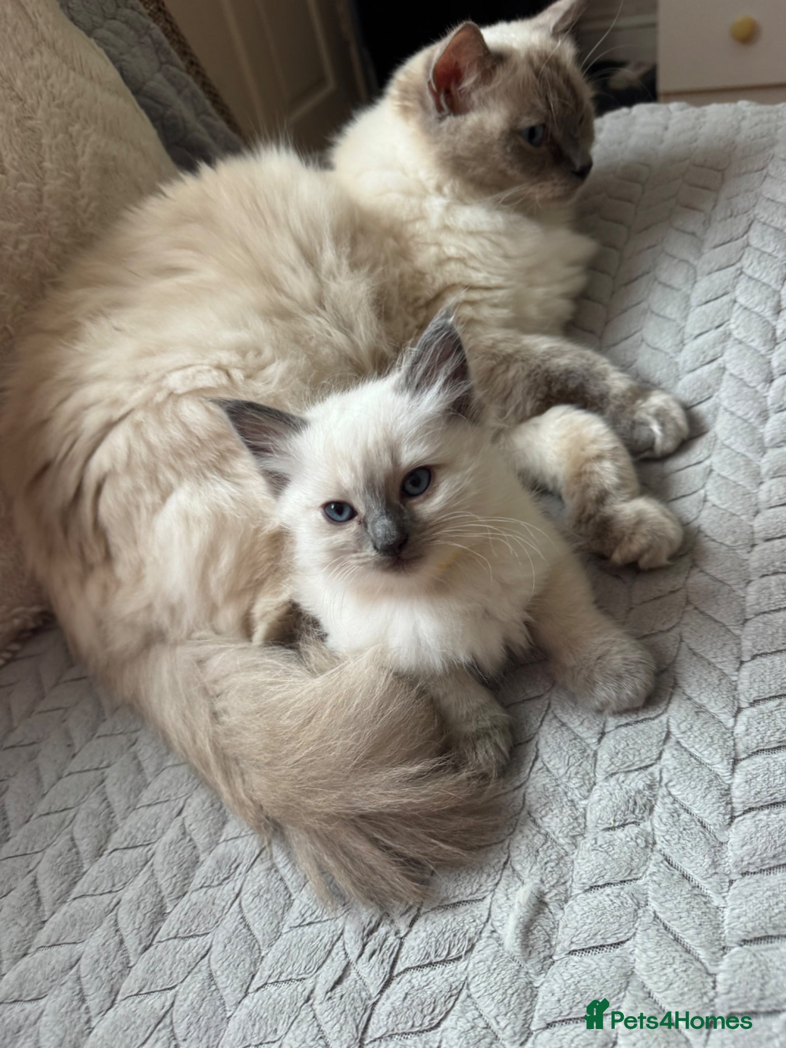 Ragdoll cats Beautiful Ragdoll Kittens  - Advert 1