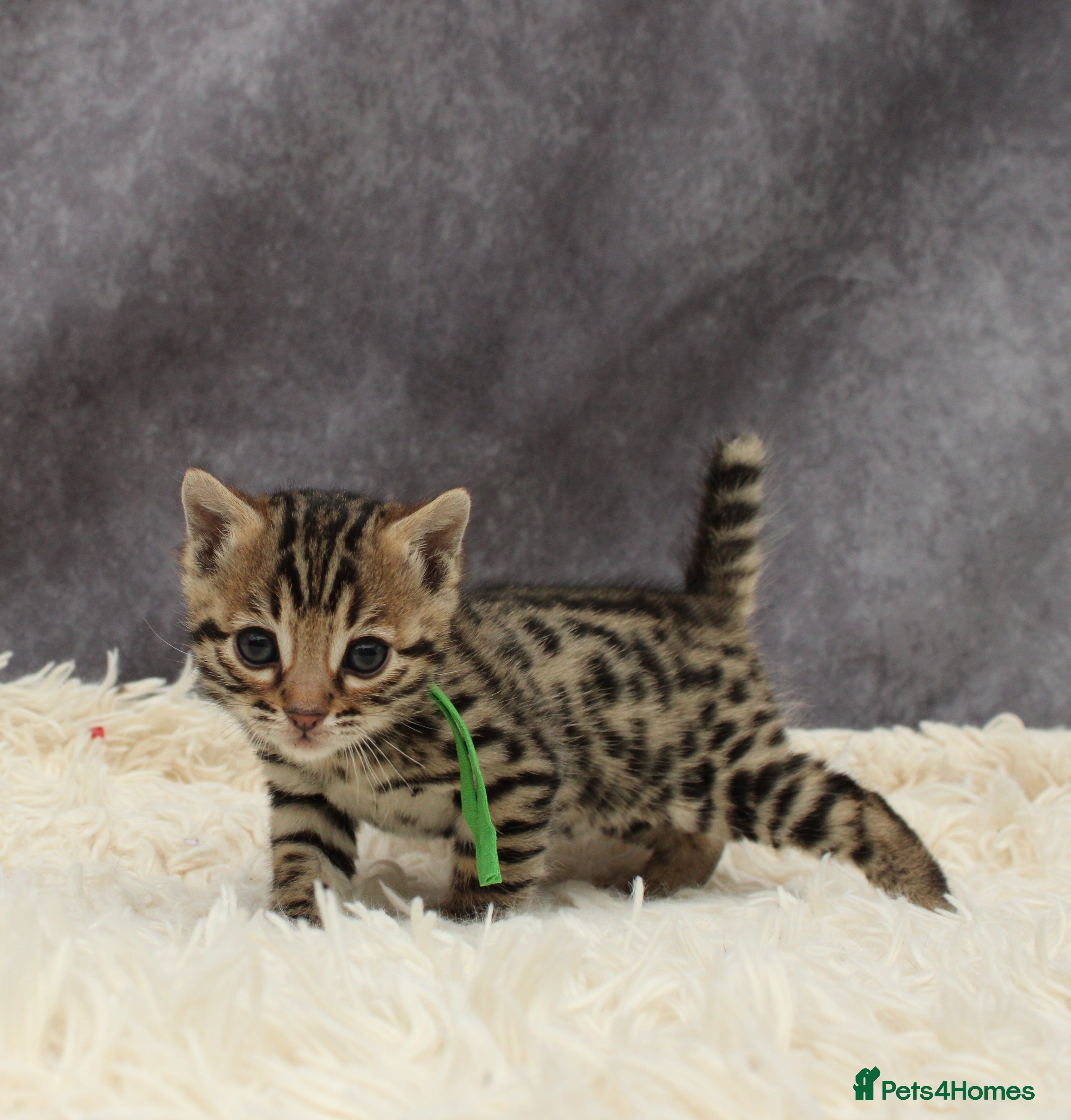 Bengal cats 🔥Stunning Bengals for reservation only 2 left🔥 - Advert 10