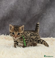 Bengal cats - Advert 16
