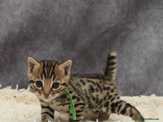 Bengal cats - Advert 11