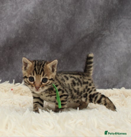 Bengal cats - Advert 7