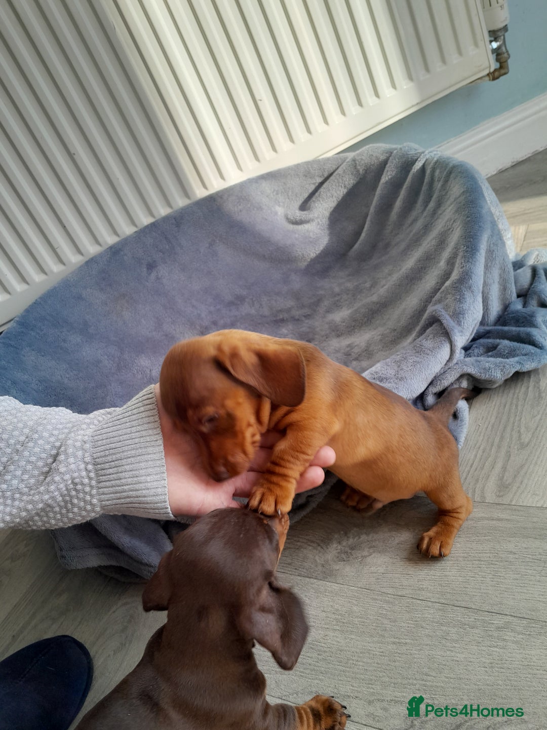 Miniature Dachshund dogs for sale: Miniature Dachshunds  in Diss - Image 10