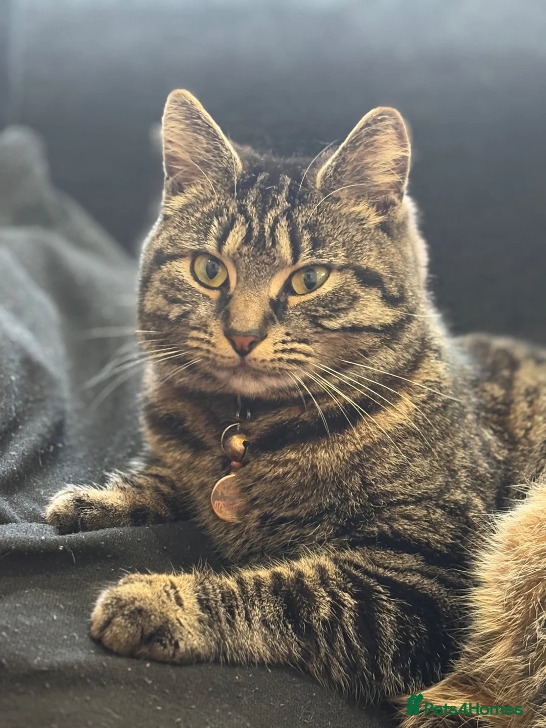 Mixed Breed cats for sale: Male and Female Adult - Advert 1