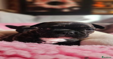French Bulldog dogs - Advert 5