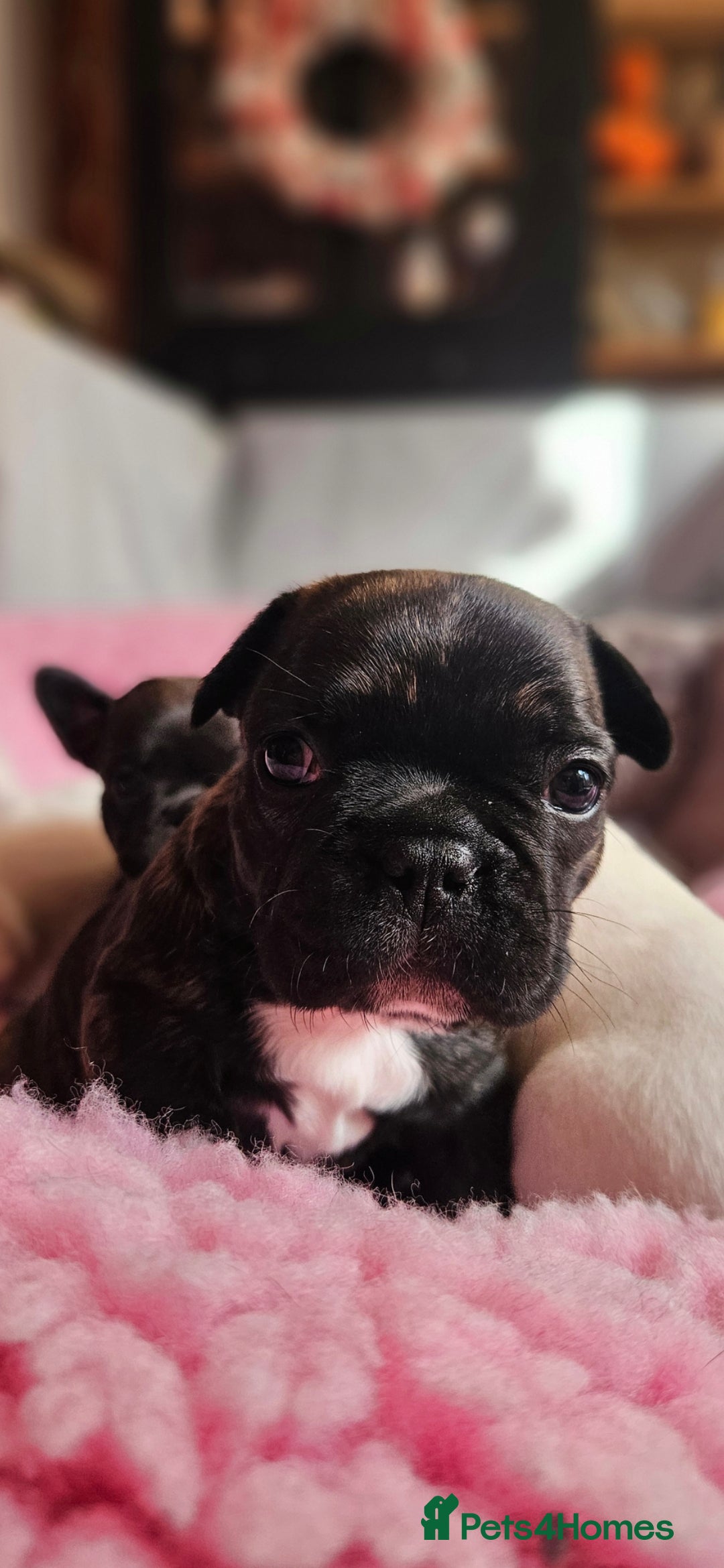 French Bulldog dogs for sale: French Bulldog looking for a loving home ❤️ - Image 3
