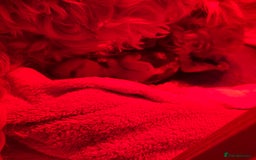 Australian Labradoodle dogs for sale: Fib Labradoodle puppies - Advert 4