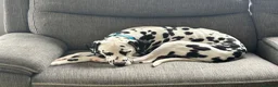 Dalmatian dogs for sale: Dalmatian looking for his new home  - Advert 2