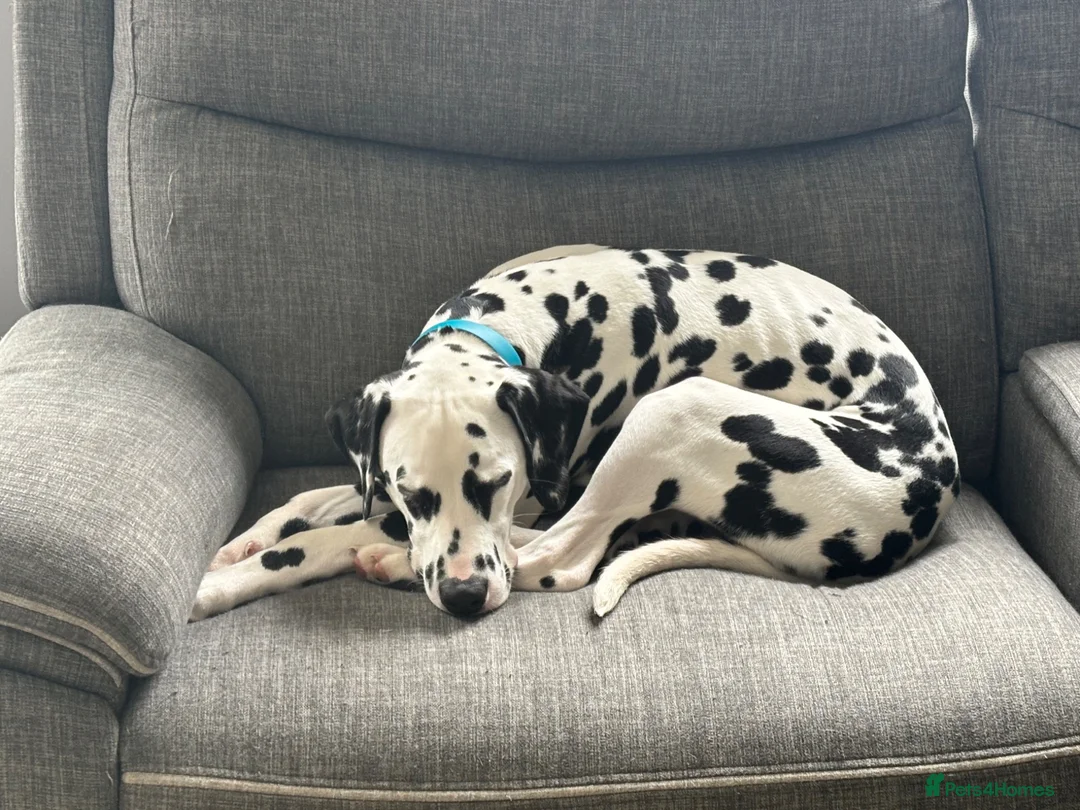 Dalmatian dogs for sale: Dalmatian looking for his new home  - Advert 2