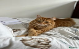 British Longhair cats for sale: Beautiful Ginger Male Cat - Gus - Advert 1