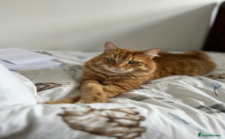 British Longhair cats Beautiful Ginger Male Cat - Gus - Advert 4