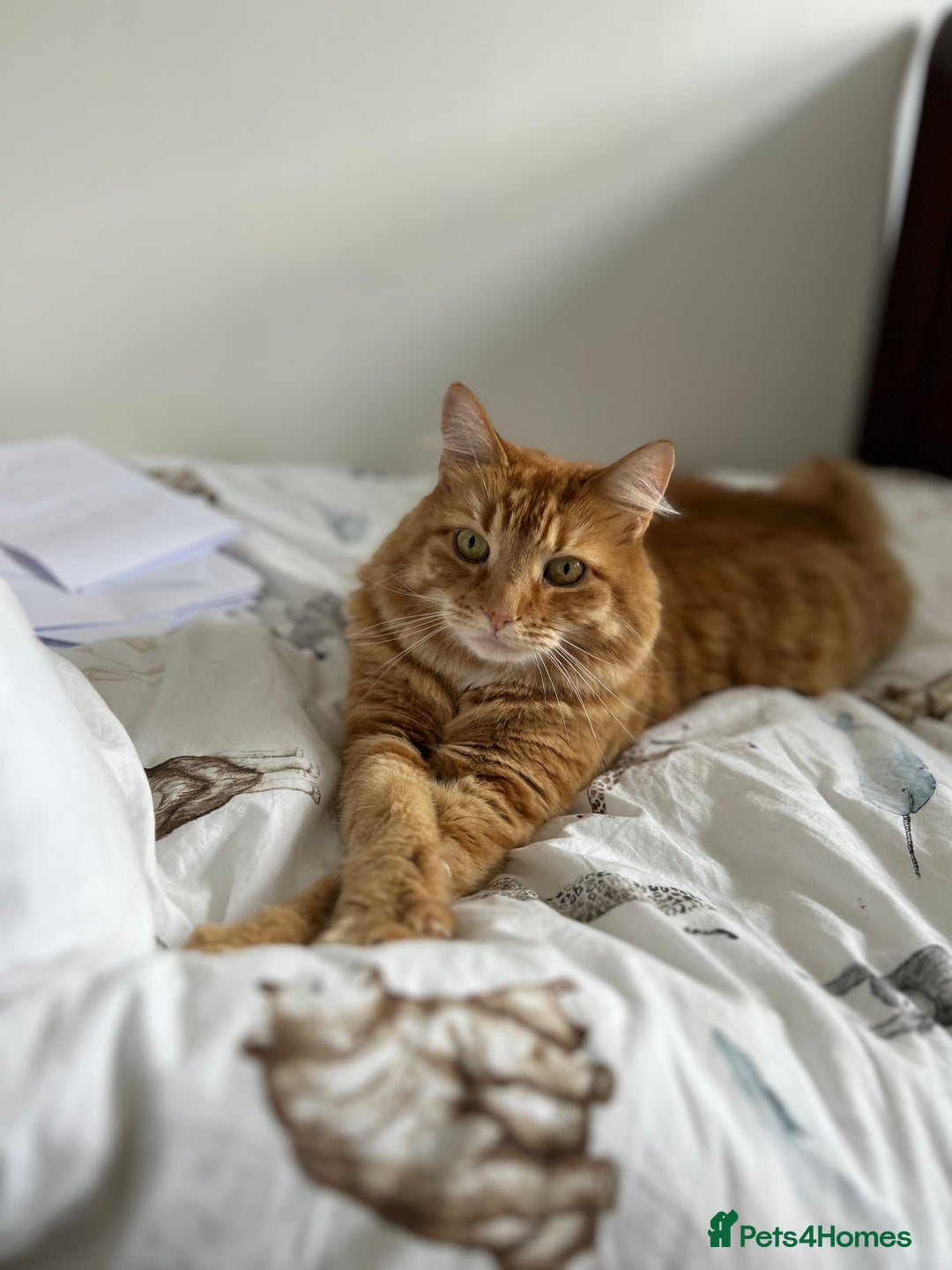 British Longhair cats for sale: Beautiful Ginger Male Cat - Gus - Advert 1