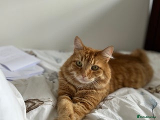 British Longhair cats Beautiful Ginger Male Cat - Gus - Advert 7