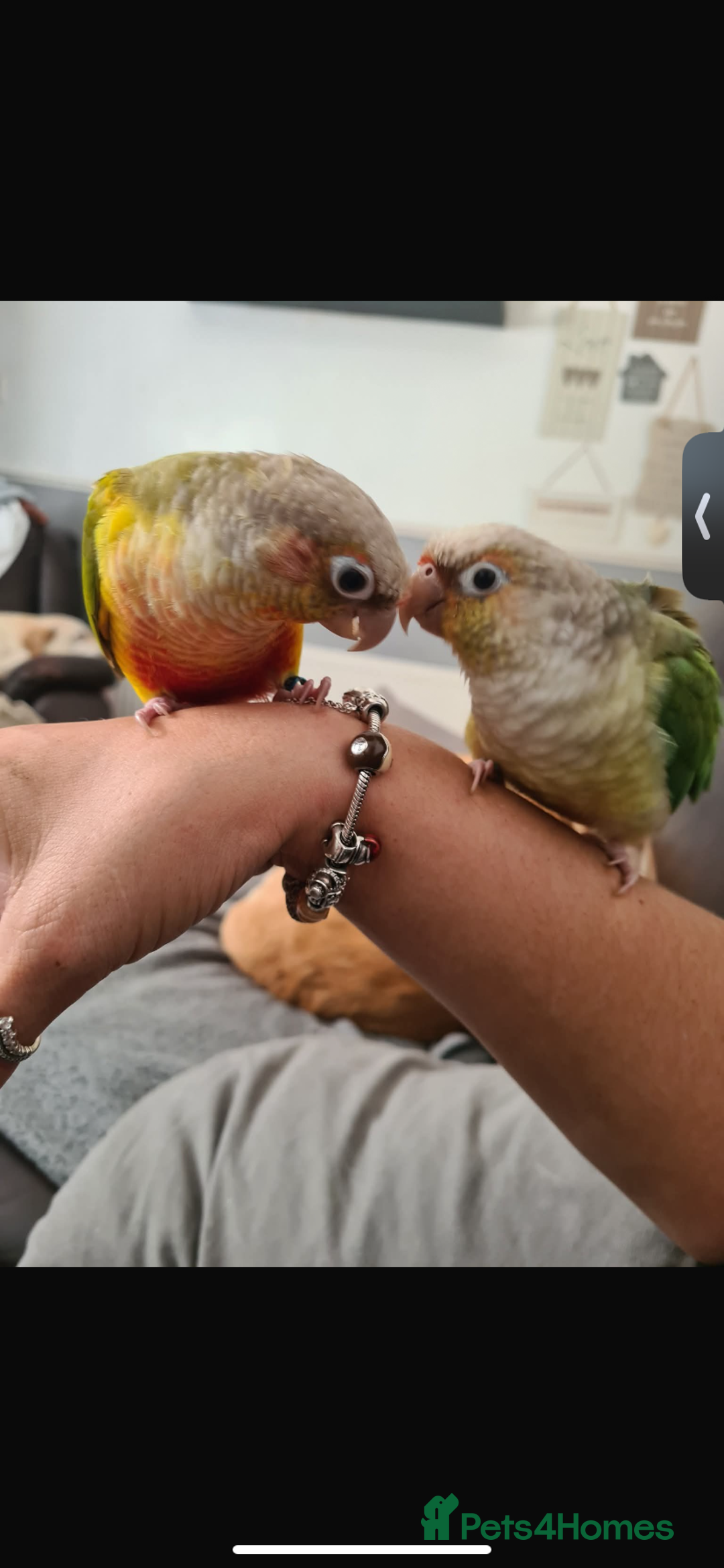 Conures birds for sale: Pair of Conures male pineapple female cinnamon - Image 1