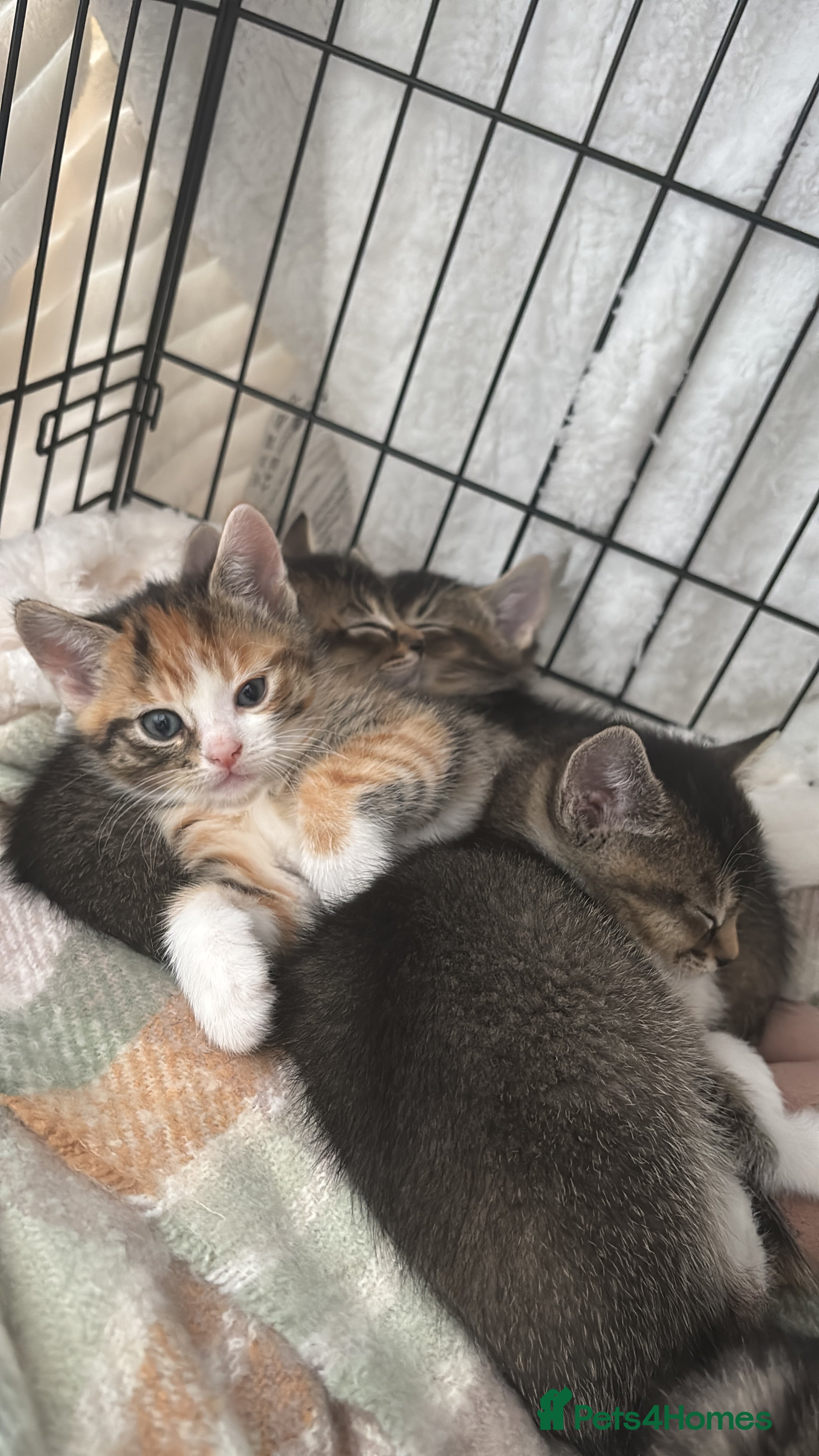 Abyssinian cats Beautiful Abyssinian mother births 6 kittens  - Advert 2