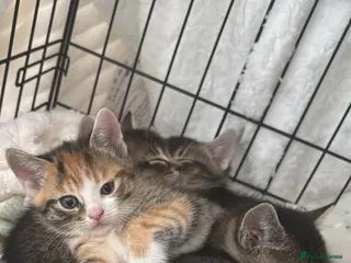 Abyssinian cats Beautiful Abyssinian mother births 6 kittens - Advert 2