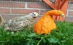 Quail poultry for sale: Covey of 13 Quail  - Image 3