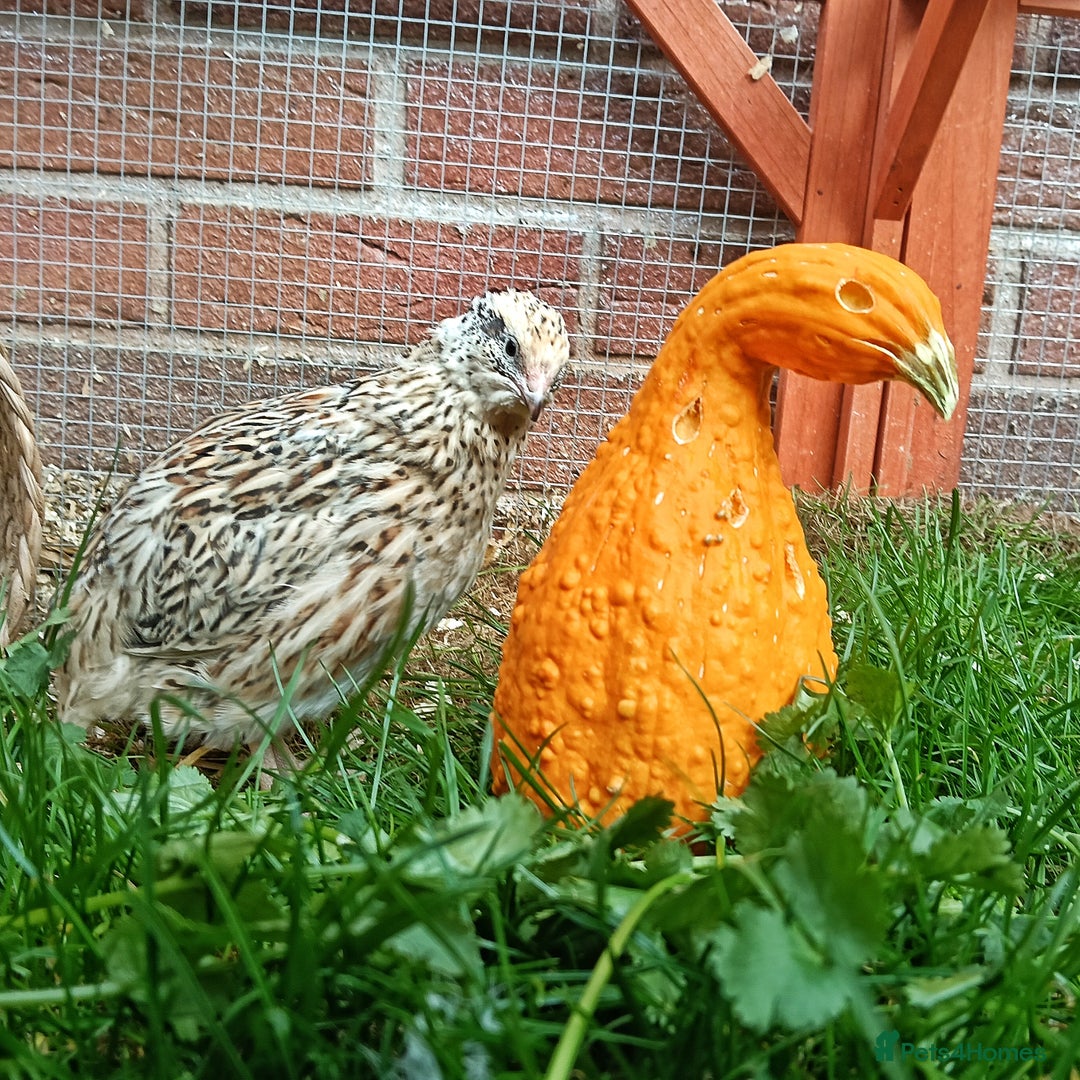 Quail poultry for sale: Covey of 13 Quail  - Image 3