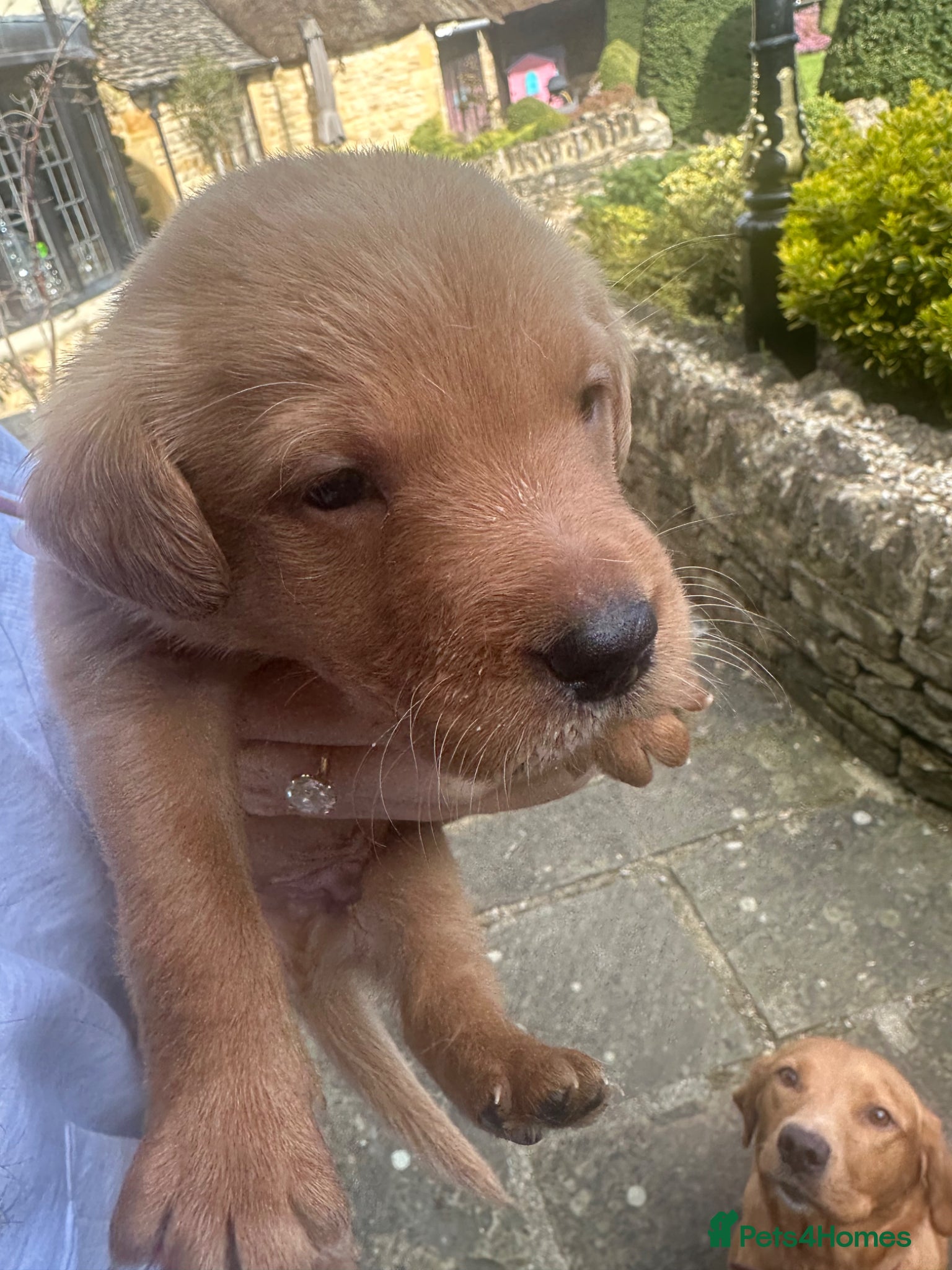 Labrador Retriever dogs KC Registered Fox Red Labrador Puppies – 7 boys - Advert 19