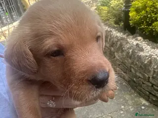 Labrador Retriever dogs KC Registered Fox Red Labrador Puppies – 7 boys - Advert 19