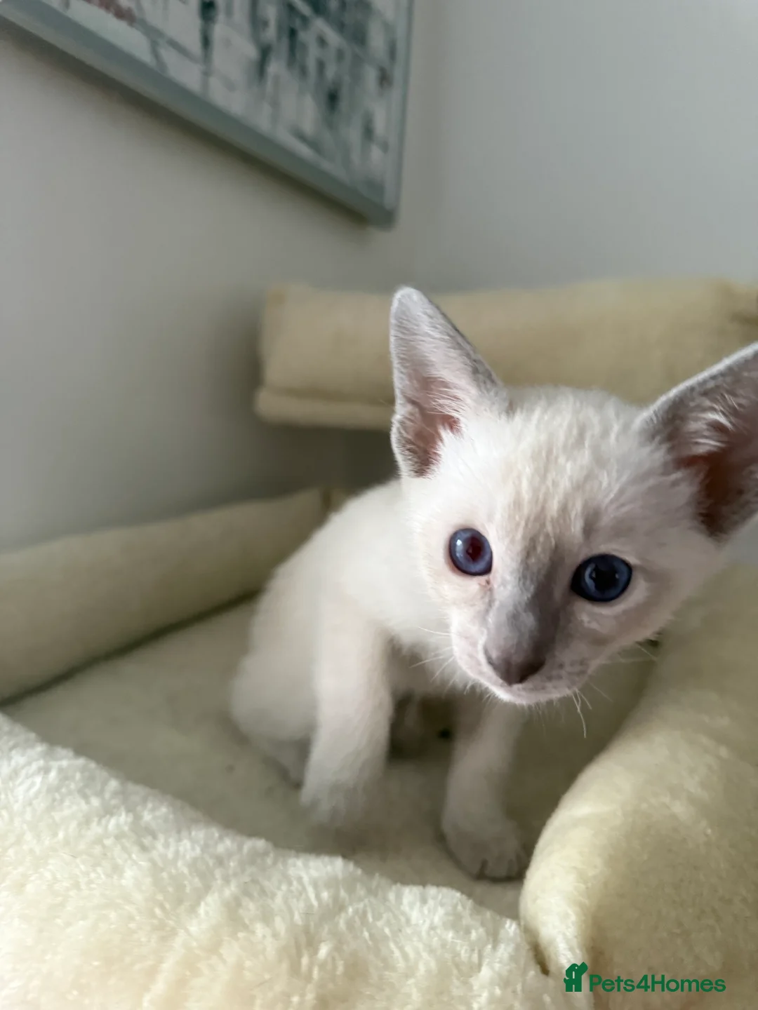 Siamese cats for sale: 3 adorable Siamese kittens 😻 - Advert 6