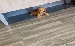 Cockapoo dogs for sale: F1 Cockapoo red puppies - Image 2