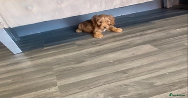 Cockapoo dogs - Advert 4
