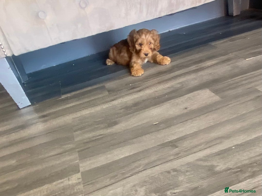 Cockapoo dogs for sale: F1 Cockapoo red puppies - Image 2
