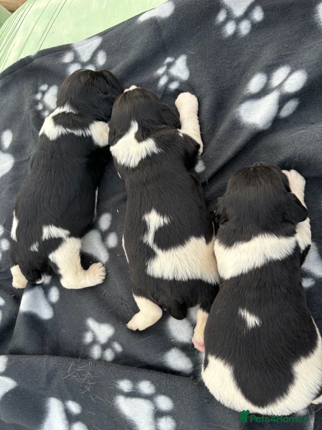 English Springer Spaniel dogs for sale: Gorgeous marked English Springer Spaniel pups  - Image 4