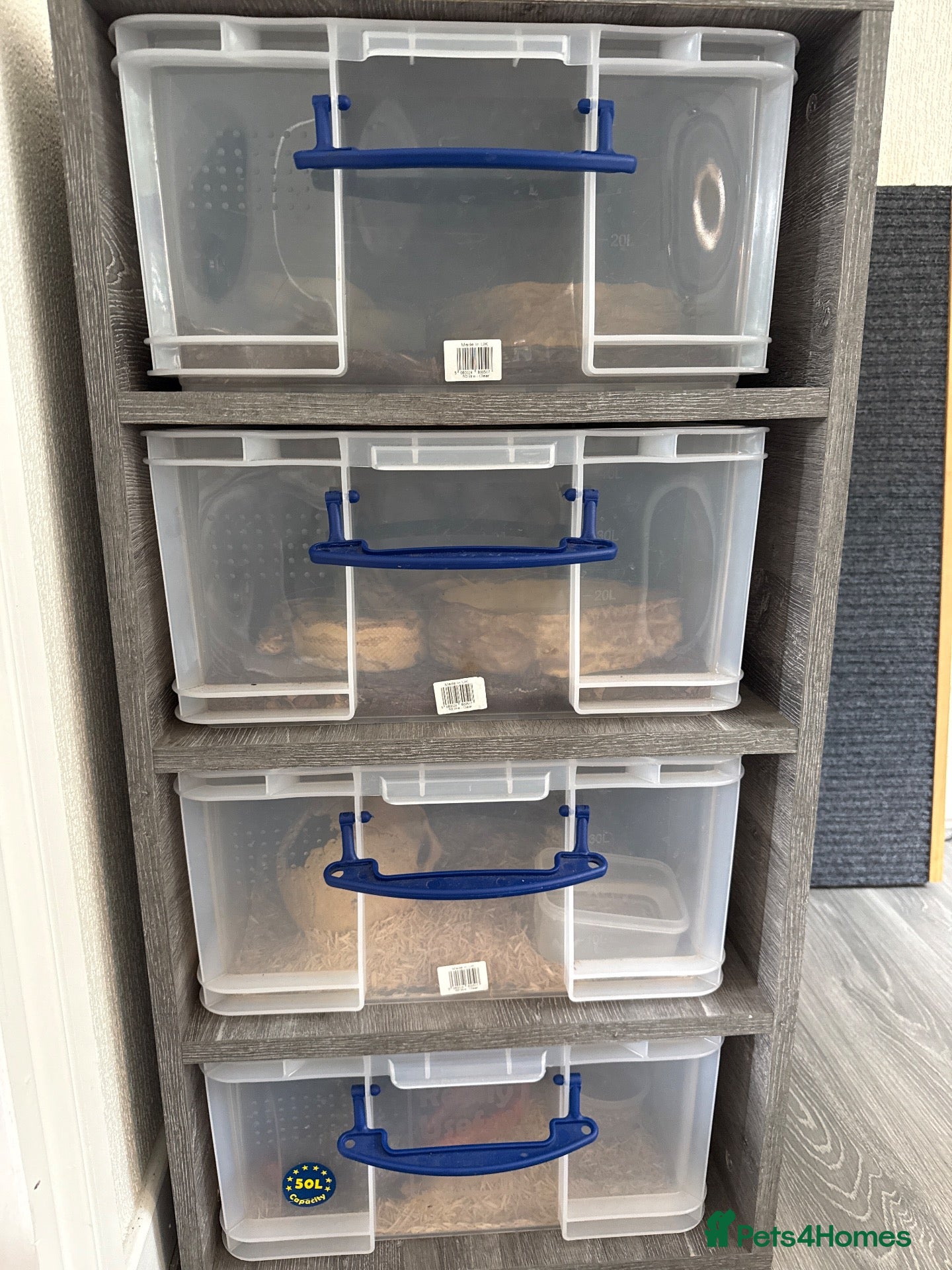 Corn Snake reptiles Racking System, x2 royal pythons + x2 corn snakes  - Advert 1