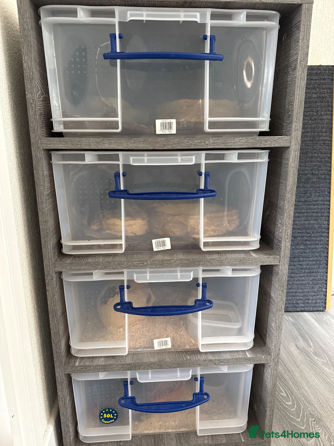 Corn Snake reptiles for sale: Racking System, x2 royal pythons + x2 corn snakes  - Advert 1