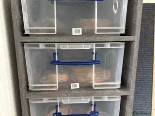 Corn Snake reptiles Racking System, x2 royal pythons + x2 corn snakes - Advert 1