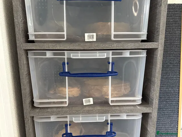 Corn Snake reptiles Racking System, x2 royal pythons + x2 corn snakes - Advert 8